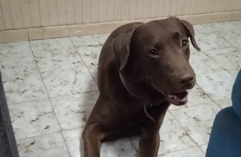 Desesperada búsqueda: se perdió Napoleón, el perro terapéutico de un niño mendocino con autismo