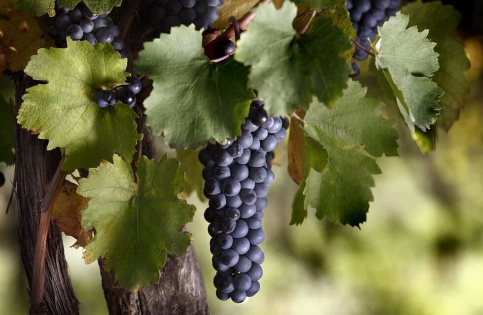 Qué actividades se pueden realizar en la “Semana del Bonarda”