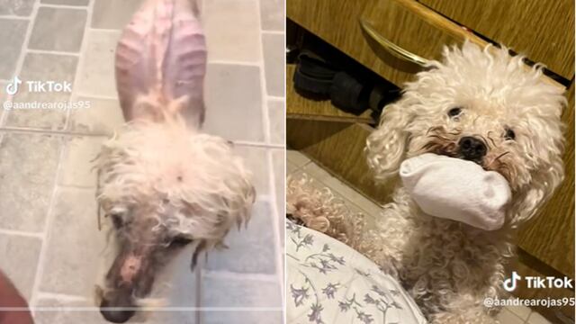 El viral video del perrito recuperado.