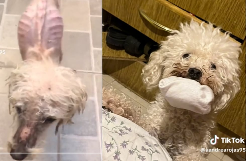 “El amor lo cura todo”: la increíble recuperación de Flacuchito, el perrito rescatado por una santiagueña que se hizo viral