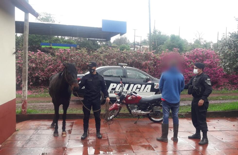Un hombre sustrajo un caballo y cabalgó con él casi 50 kilómetros