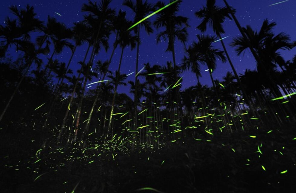 ¿Adiós a los bichitos de luz?: por qué las luciérnagas están en pelígro de extinción