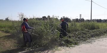 Sigue el desmalezado para evitar alimañas