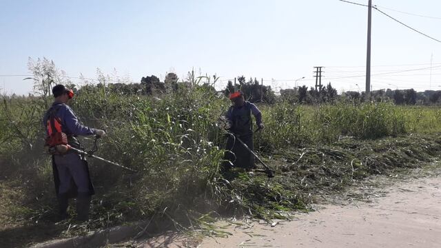Sigue el desmalezado para evitar alimañas