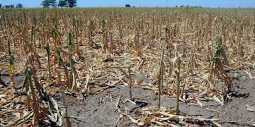 La sequía afectó la producción de trigo y legumbres en varios puntos del país.