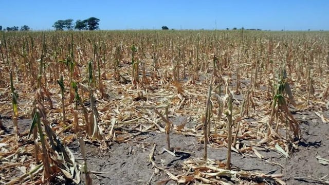 Campos en Tandil: crece la preocupación tras el anuncio de emergencia agropecuaria