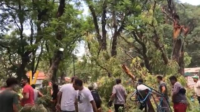 Tucumán. Se cayó un árbol sobre la zona de juegos infantiles en Parque Avellaneda. (Foto / La Gaceta)