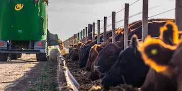 ALIMENTO. Sistema capaces de "leer" los comederos para saber si hay que recargarlos o que emiten alertas cuando hay que suplementar a los novillos, algunos desarrollos innovadores que ya se están utilizando. (Gentileza Bio 4)