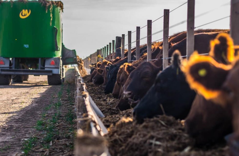 ¿Qué es el consumo residual en bovinos?