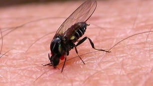 Barigüí, el insecto que "muerde" y lastima la piel