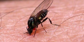 Barigüí, el insecto que "muerde" y lastima la piel