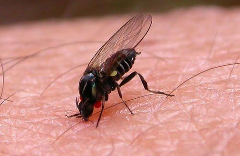 Jején, barigüí o mosquita negra: el molesto insecto de verano que lastima y es difícil de repeler