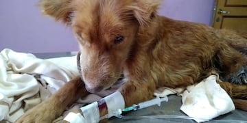 Simona perdió una pata por los gusanos