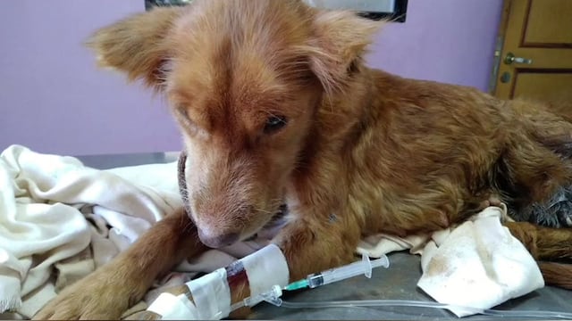 Simona perdió una pata por los gusanos