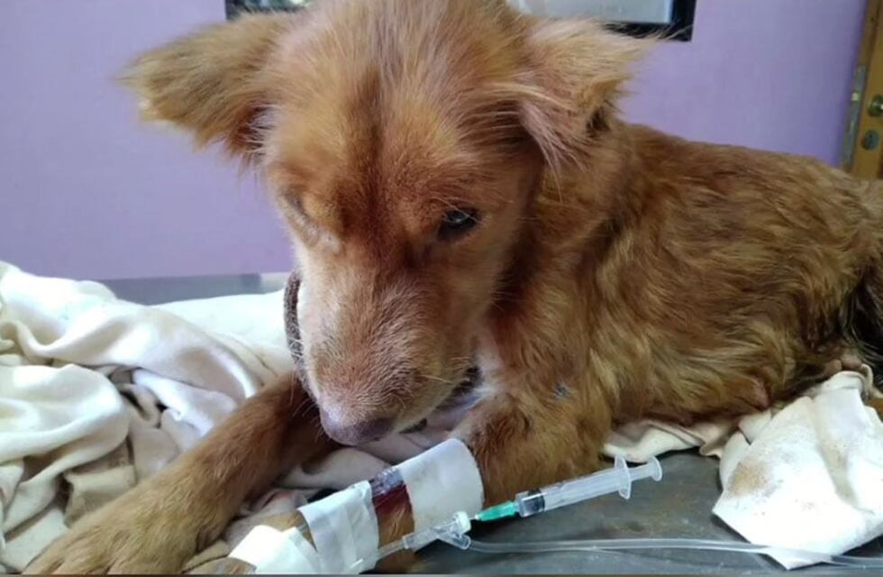 Maltrato animal en Iguazú: rescataron a una perrita malherida e infestada de gusanos