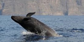 imagen ilustrativa: Falsa Orca (foto: facebook/ SECAC)