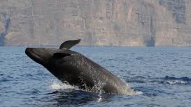 imagen ilustrativa: Falsa Orca (foto: facebook/ SECAC)