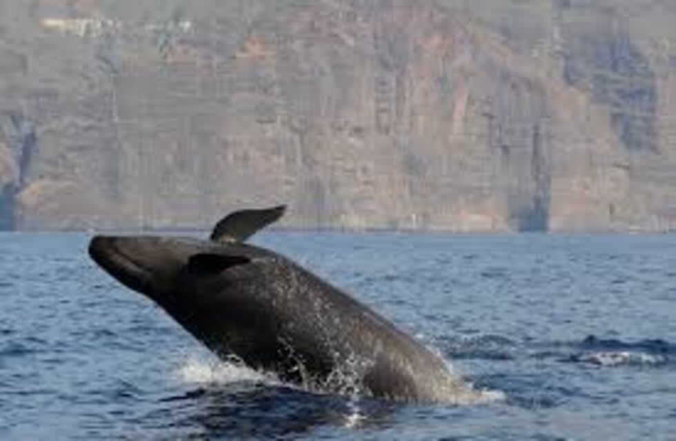 Devuelven al mar una Falsa Orca varada en el 5to Salto