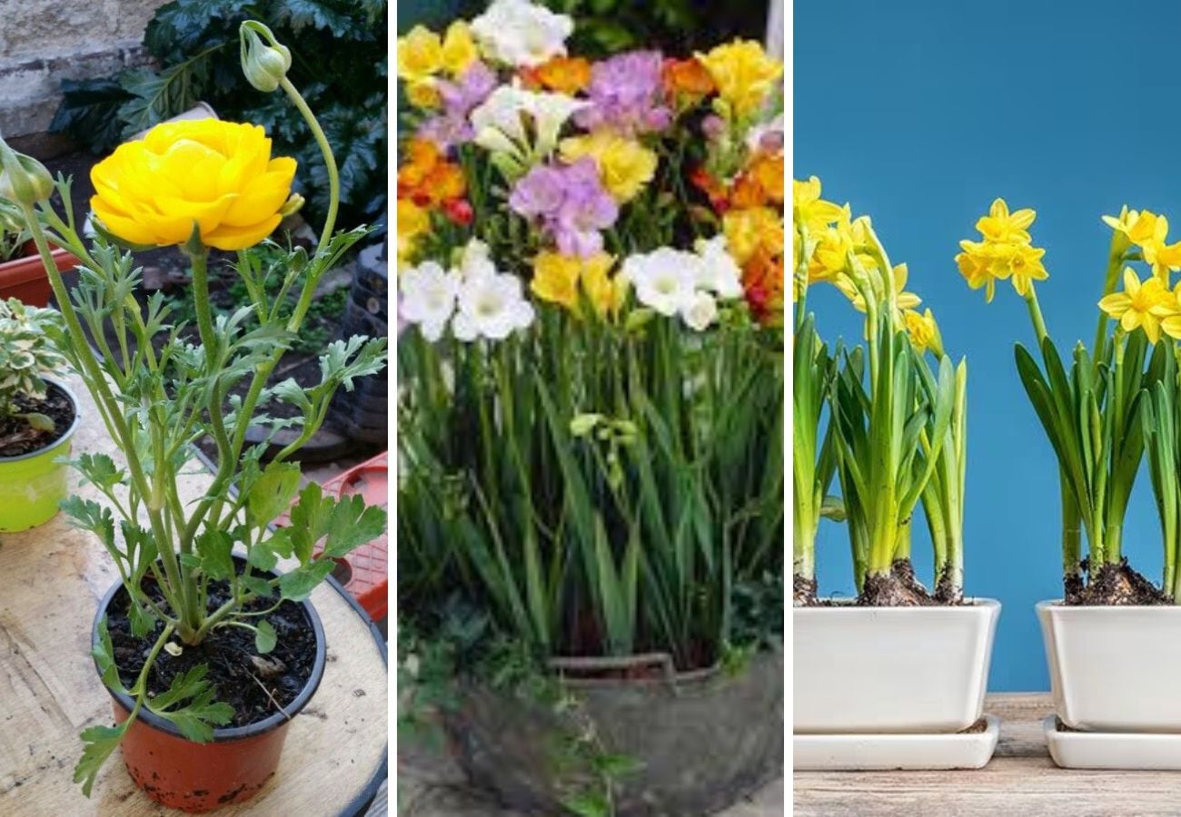 Las tres plantas ideales para sembrar en octubre y que se adaptan a balcones