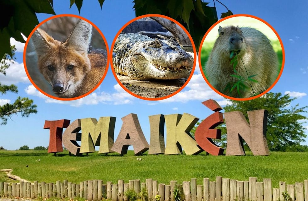 Vacaciones de invierno 2025: qué ver en Temaiken, cuánto sale la entrada y cómo obtener el 2x1