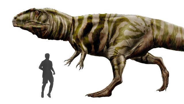 El Giganotosaurus carolinii, dinosaurio "argentino", tiene su réplica de chocolate en Neuquén.