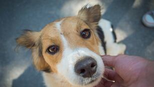 Efemérides. Día Mundial del Perro sin Raza. (Imagen ilustrativa)