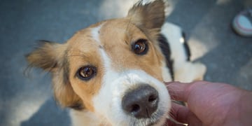 Efemérides. Día Mundial del Perro sin Raza. (Imagen ilustrativa)