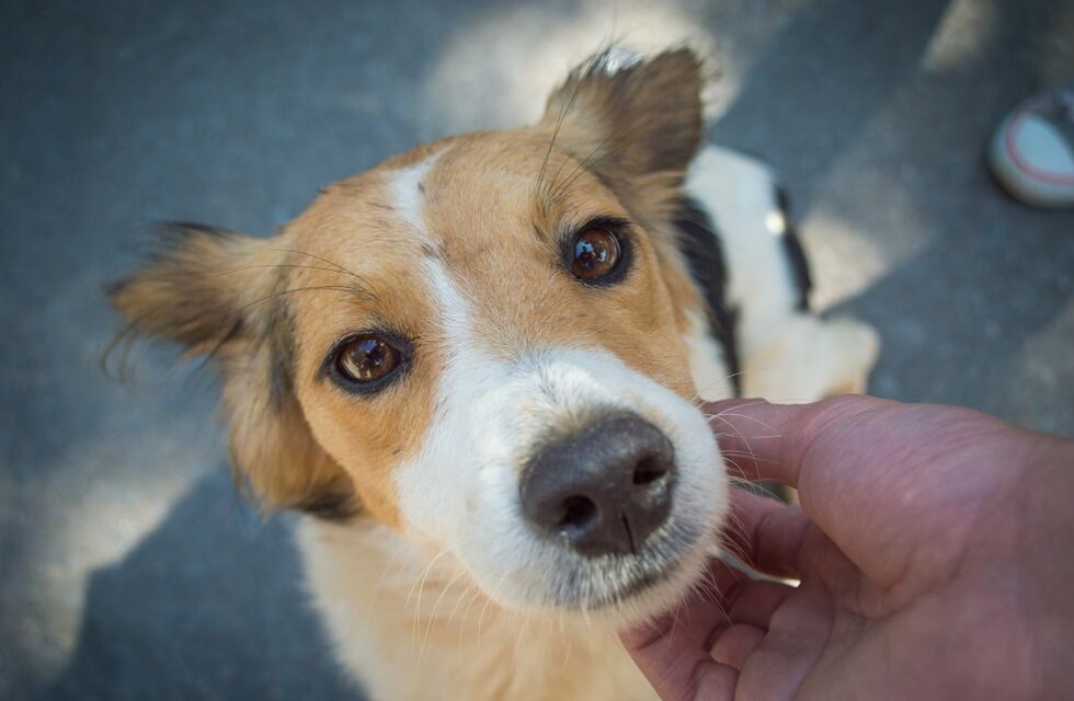 Lo que muchas personas hacen con sus perros y podría afectarlos, según los veterinarios