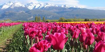 Tulipanes de Chubut