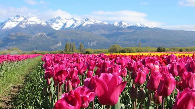 Tulipanes de Chubut