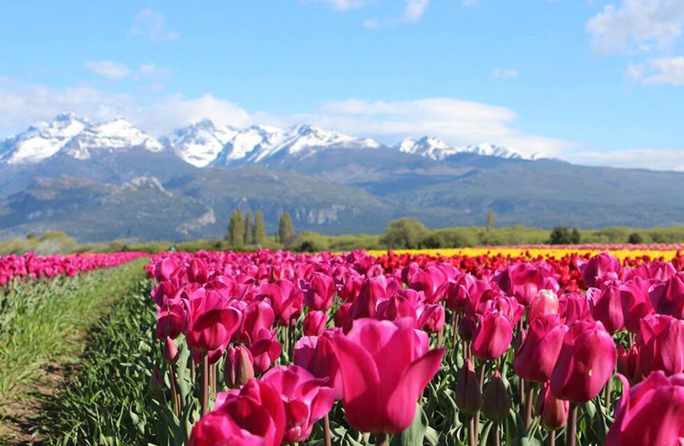 ¿Nieve en octubre?: los famosos tulipanes de Trevelin se cubrieron por un manto blanco, formando un atractivo único