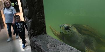 El tortugo llegó al Acuario Municipal hace más de 30 años. Es uno de los animales más populares pero vive en un habitat muy pequeño. José Gutiérrez/Los Andes