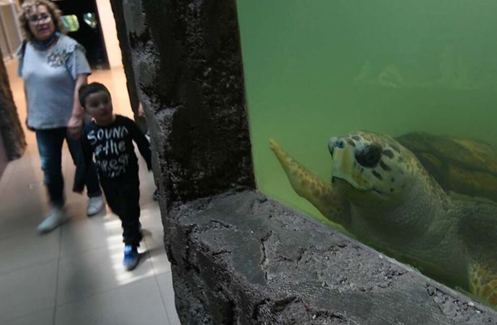 Con una acción legal buscan que se libere al tortugo Jorge del Acuario