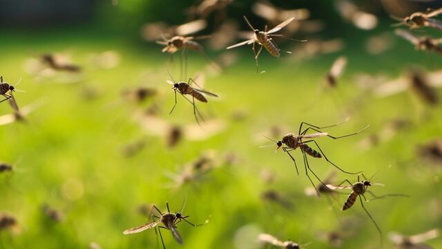 "Misión Dengue": comenzó la campaña de prevención en las escuelas de Gualeguaychú