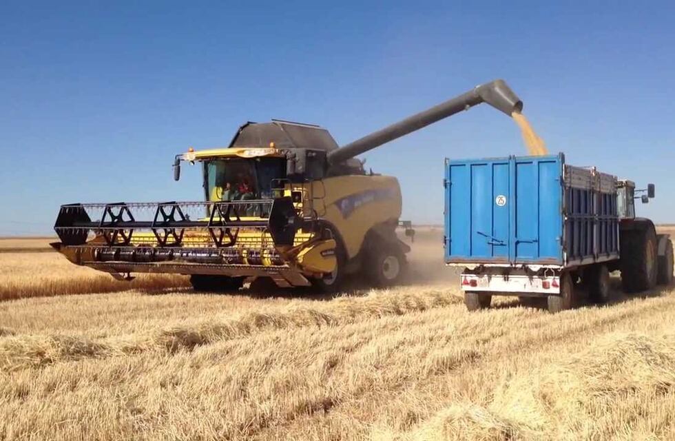 El INTA y Maltería Quilmes desarrollan cebada agroecológica en los campos del Distrito de Tres Arroyos