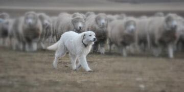 Perros para proteger el ganado ovino en Andresito