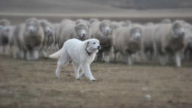 Perros para proteger el ganado ovino en Andresito