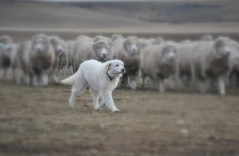 Productores de Andresito recibieron perros para proteger el ganado ovino