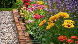 Estos son los 3 productos caseros que secan las plantas y que debes evitarlos siempre