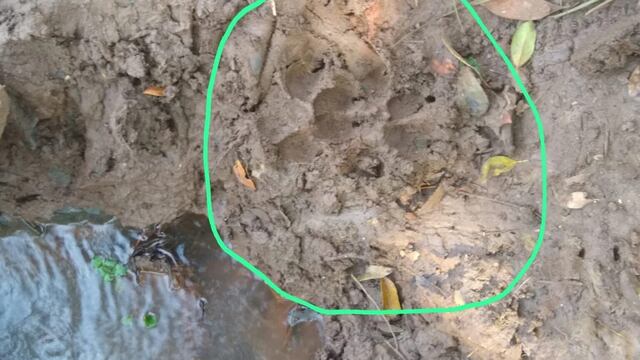 Guaraní: seis perros y una oveja fueron atacados por lo que podría ser un puma.