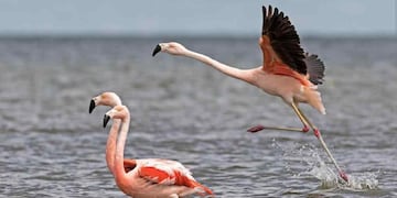 PROTECCIÓN. Ansenuza es un sitio muy importante para la conservación del flamenco altoandino y otras especies (La Voz / Archivo).