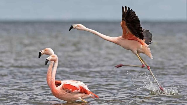 PROTECCIÓN. Ansenuza es un sitio muy importante para la conservación del flamenco altoandino y otras especies (La Voz / Archivo).