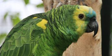 Pinas. El loro hablador solo habita en algunos relictos de monte de Córdoba, como el Parque Nacional Pinas. (Hernán Tolosa - Aves Argentinas)