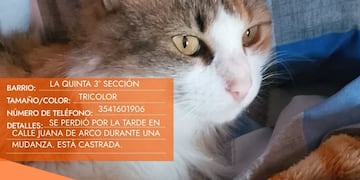 Gatita perdida en Carlos Paz