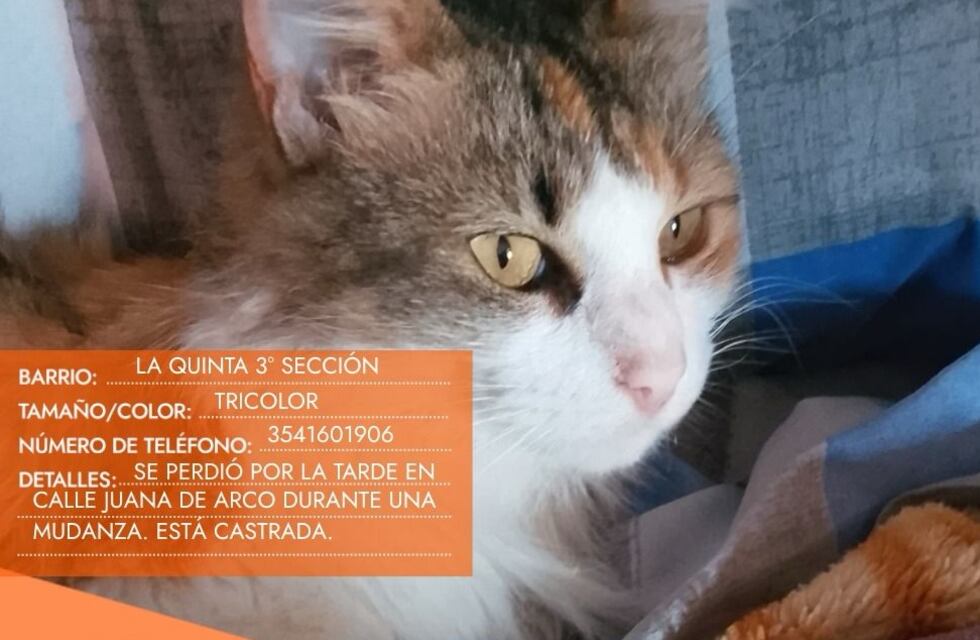 Buscan a “Pelusa” en Carlos Paz: se perdió durante una mudanza y su familia la espera angustiada