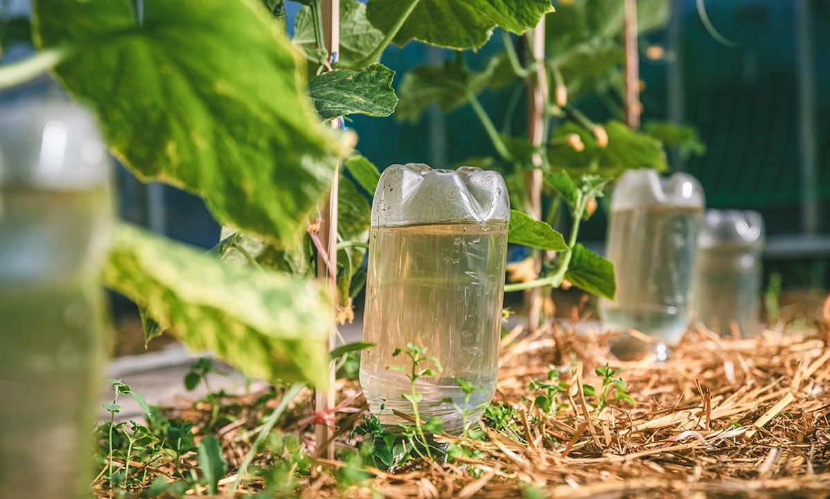 Por qué enterrar botellas con agua entre las plantas