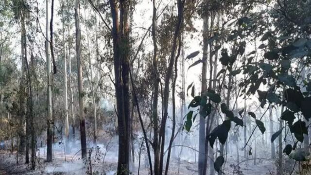 Incendios forestales: en Colonia Oro Verde se quemaron 30 hectáreas