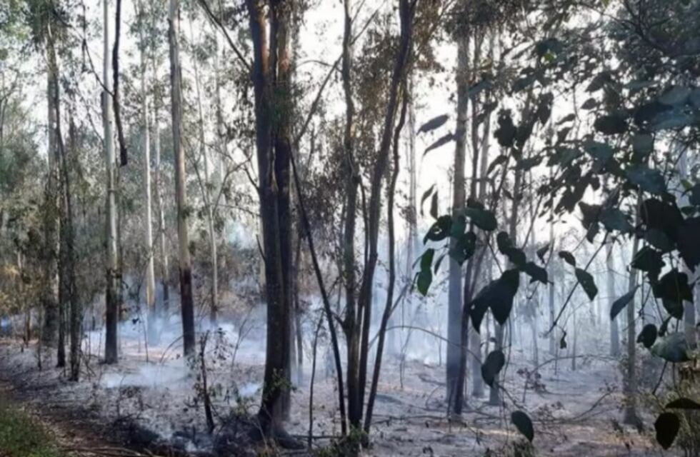 Incendios forestales: en Colonia Oro Verde se quemaron 30 hectáreas