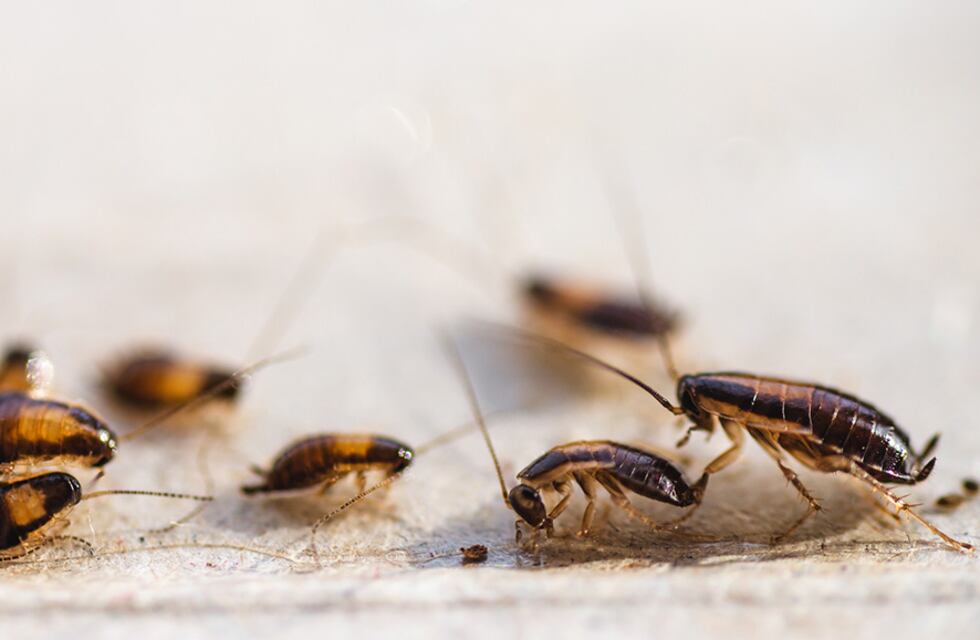 De no creer: un cliente grabó cucarachas en la cocina de un reconocido local gastronómico de Córdoba