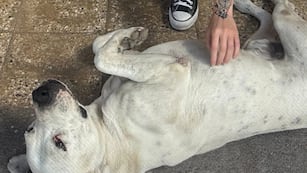 Puchi, el héroe de cuatro patas en Malagueño.